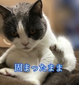BC66DA31-D820-443D-BC70-35BE72462CE5.jpeg