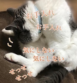 C8628F97-9761-4E20-9BF0-EF6FAB0587A1.jpeg